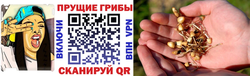 Галлюциногенные грибы Cubensis  дарк нет наркотические препараты  Белая Калитва 